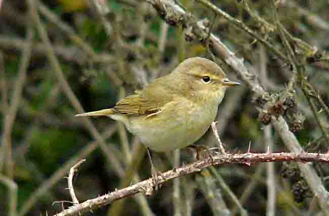 Chiffchaff, WMids, April 2011