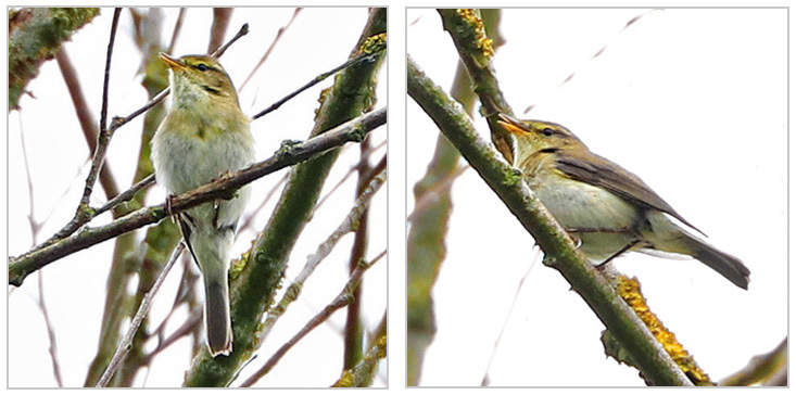 'Mixed singing' Phylloscopus, Warks, June 2019