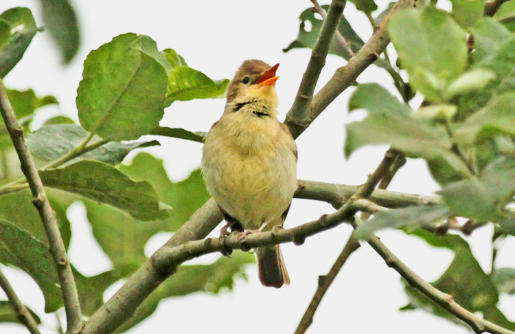 Melodious Warbler, West Midlands, June 2015 (M. Priest)