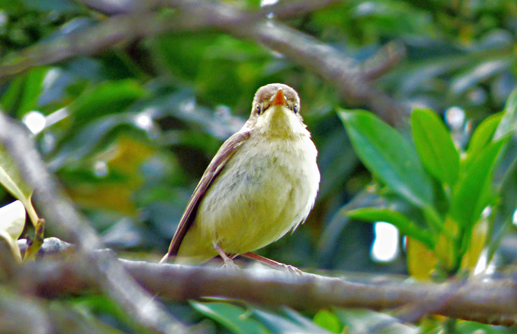 Melodious Warbler, West Midlands, June 2015