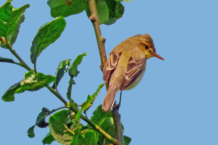 Melodious Warbler, West Midlands, June 2015