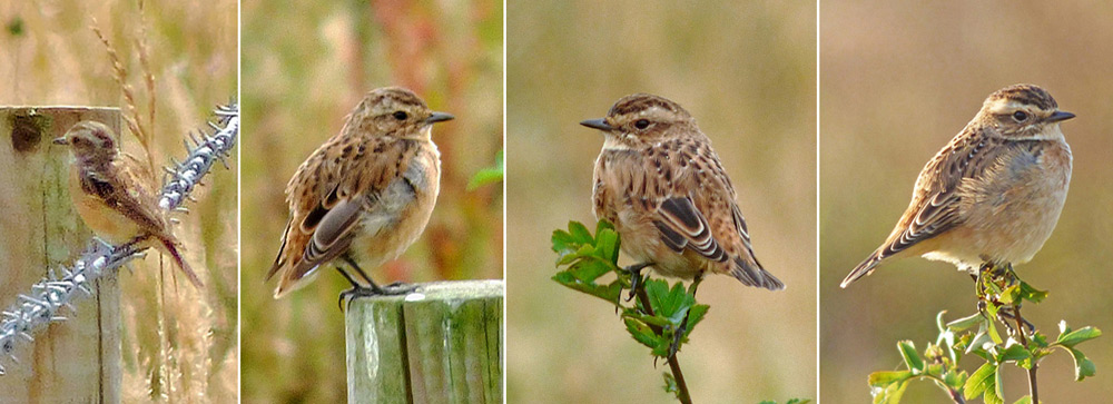 Progress of moult in a Whinchat