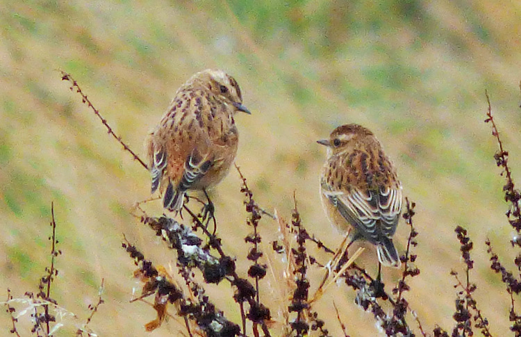 Whinchats, Sept 2016