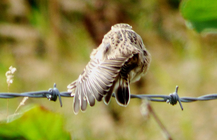 Whinchat, West Midlands, Sept 2016