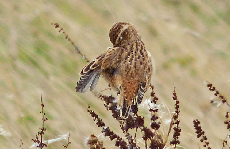 Whinchat in moult, West Midlands, Sept 2016