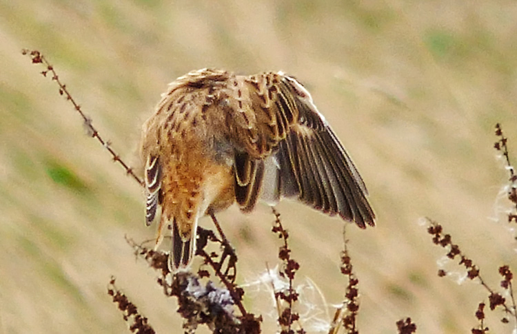 Whinchat in moult, West Midlands, Sept 2016