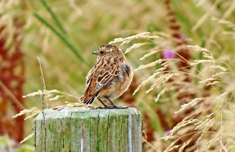 Whinchat in moult, West Midlands, August 2016