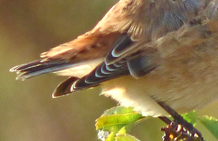 Whinchat in moult, West Midlands, Sept 2016