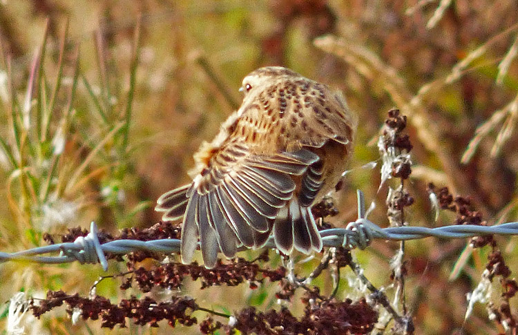 Whinchat in moult, West Midlands, Sept 2016