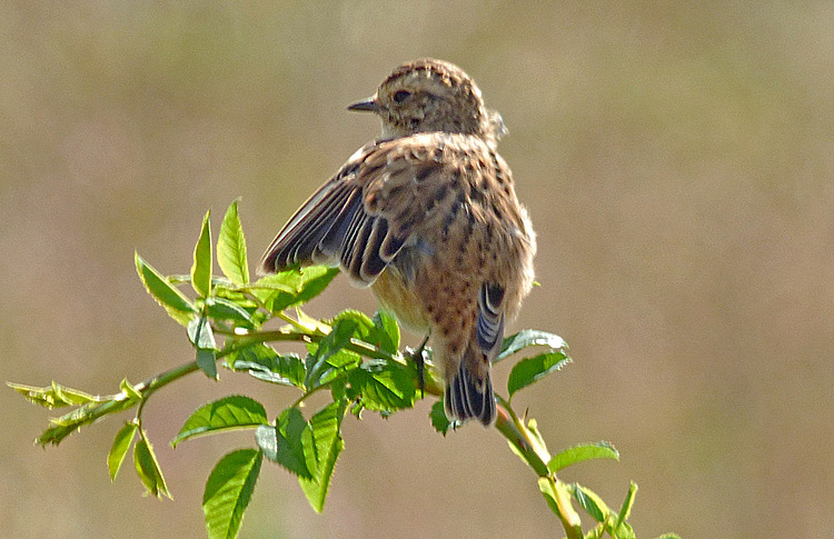 Whinchat in moult, West Midlands, August 2016