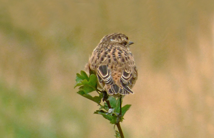 Whinchat in moult, West Midlands, August 2016