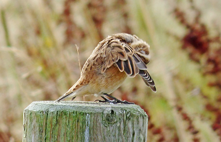 Whinchat in moult, West Midlands, August 2016