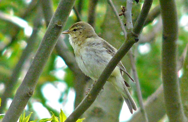 Willow Warbler, Warks, May 2010