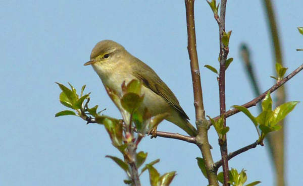 Willow Warbler, WMids, April 2009