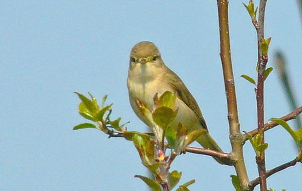 Willow Warbler, WMids, April 2009