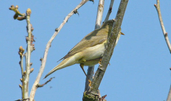 Willow Warbler, WMids, April 2009