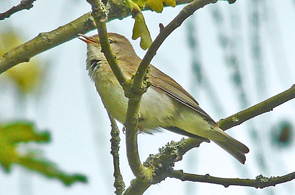 Willow Warbler with mixed WIllow Warbler / Chiffchaff song