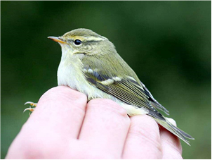 Yellow-browed Warbler, West Midlands, Sept. 2008. Photo: Pete Hackett.
