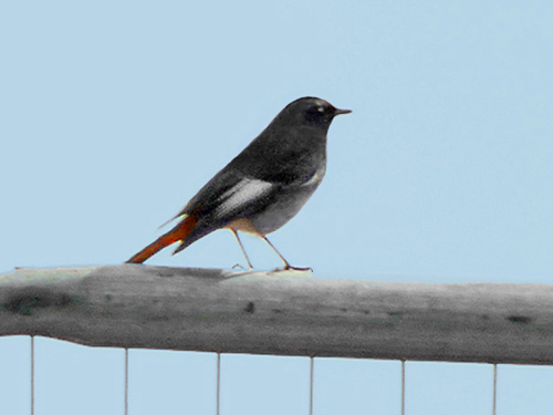 Black Redstart, West Midlands, March 2025