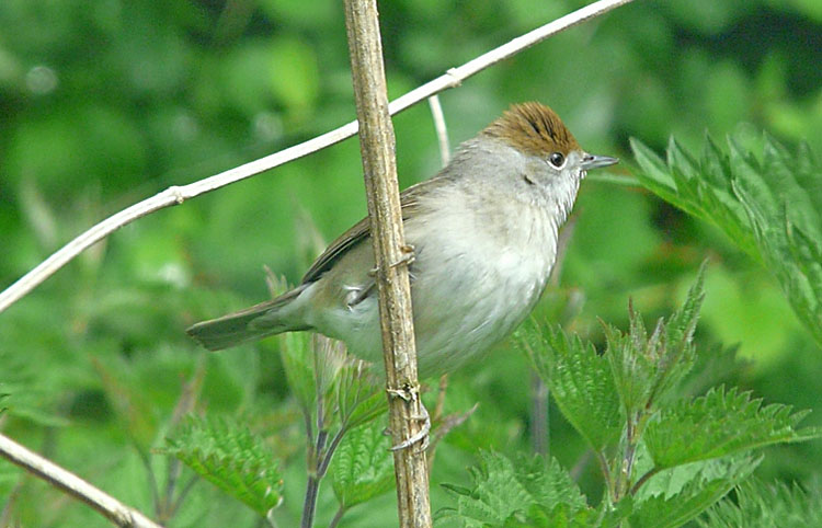 Blackcap,female, West Midlands, May 2013