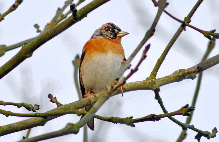 Brambling, Warks, Jan 2016