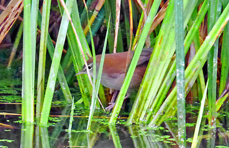 Cetti's Warbler, West Midlands, Sept 2022