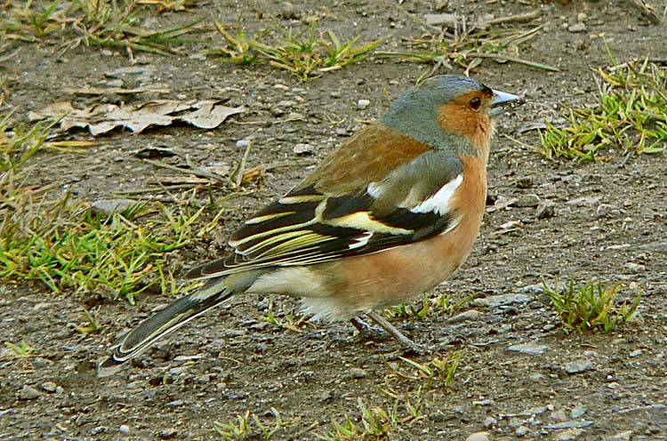 Chaffinch, Warks April 2006