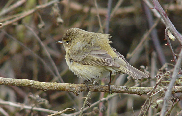 Chiffchaff, Warks, April 2010