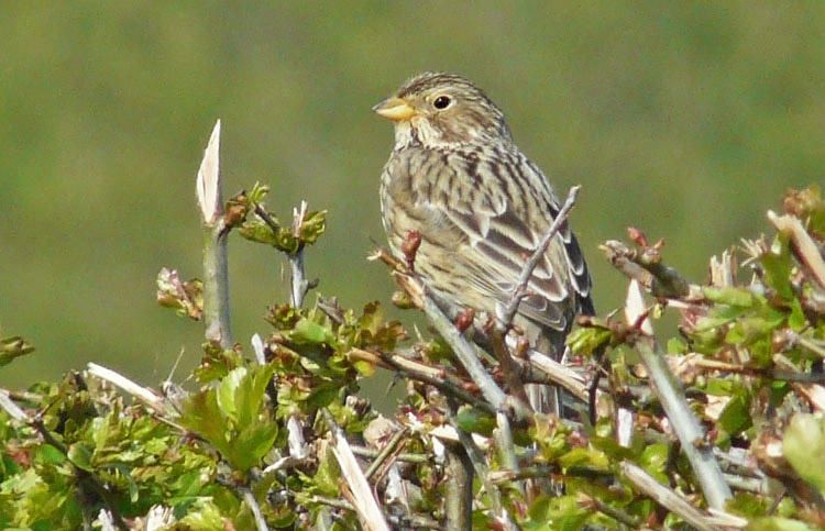 Corn Bunting, Warks, April 2014