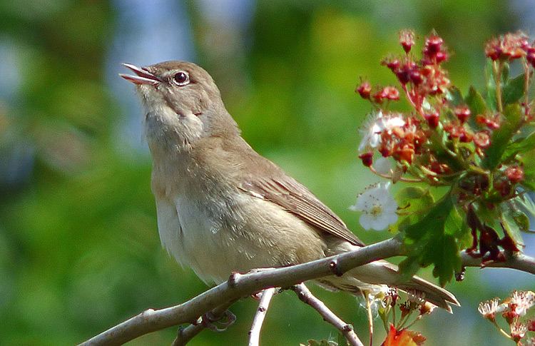 Garden Warbler, Warks, May 2020