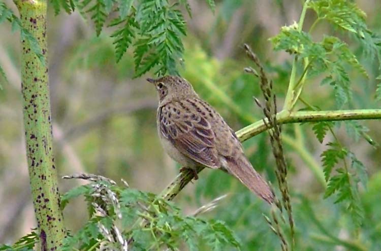 Grasshopper Warbler, Warks, June 2012