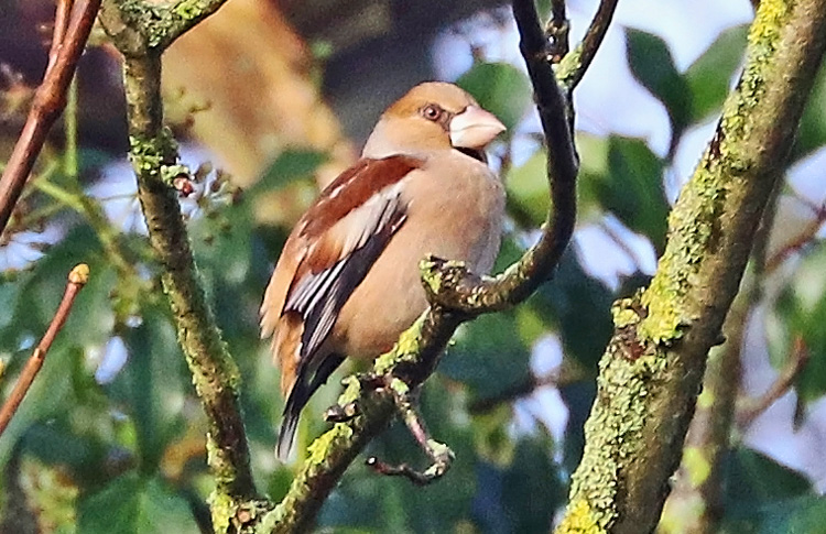 Hawfinch, West Midlands, January 2018