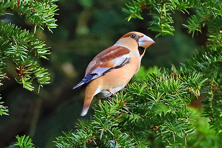 Hawfinch, West Midlands, January 2018