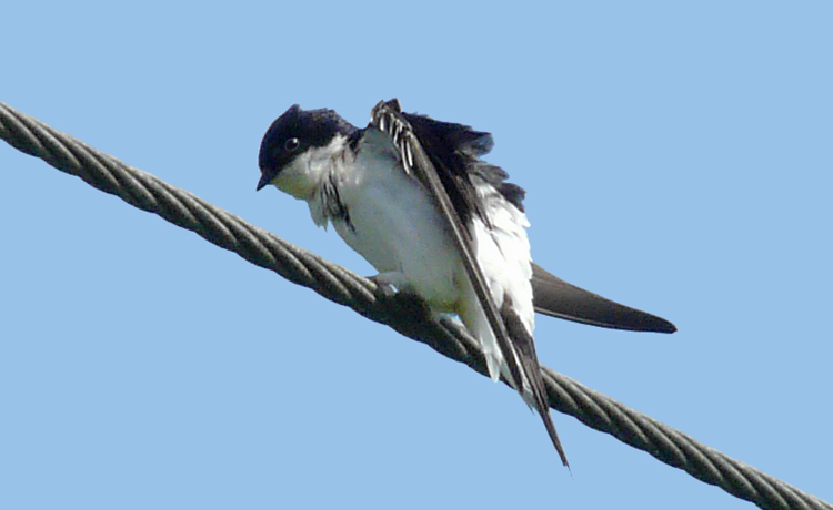 House Martin, Warks, August 2013