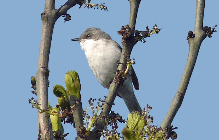 Lesser Whitethroat, Warks, May 2013