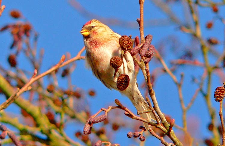 Lesser Redpoll, Warks, November 2007