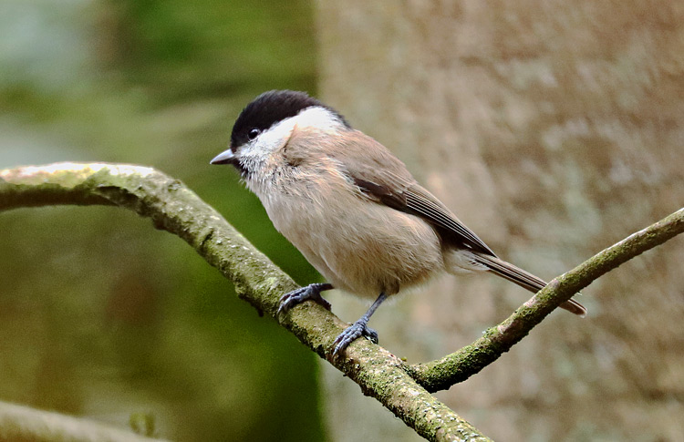 Marsh Tit, Warks, March 2019