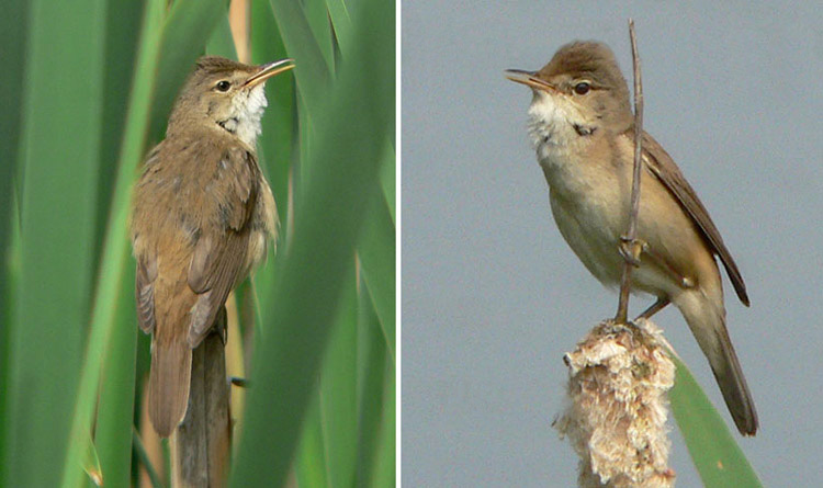 Reed Warbler, West Midlands, May 2005