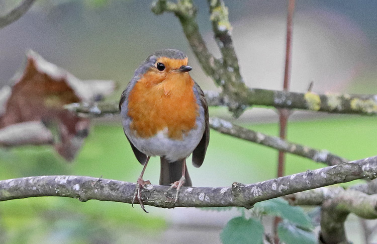 Robin, Warks, November 2017