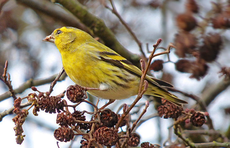 Siskin, WMids, March 2022