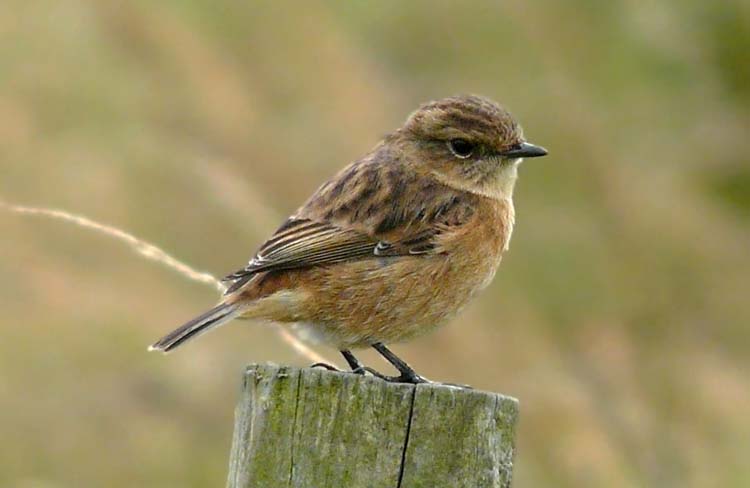 Stonechat, Warks, September 2012