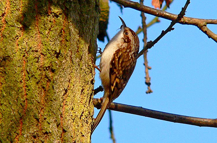 Treecreeper Warks, November 2007