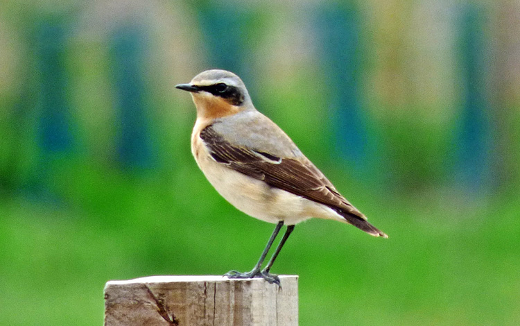 Greenland Wheatear, WMids, April 2015