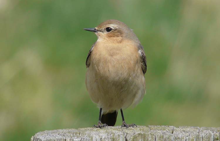 Wheatear, Warks, May 2013