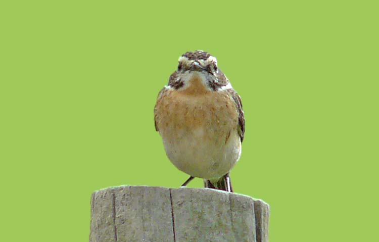 Whinchat, WMids, May 2013