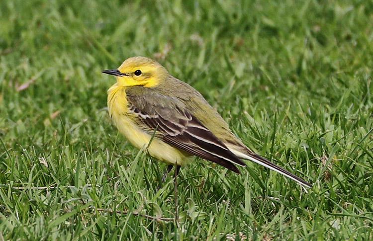 Yellow Wagtail, WMids, April 2018