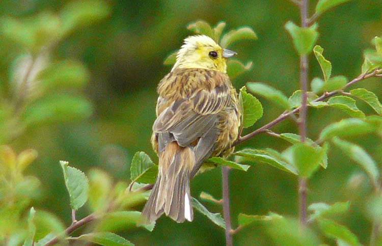 Yellowhammer, Warks, July 2013