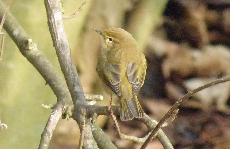 Chiffchaff, Warks, February 2017