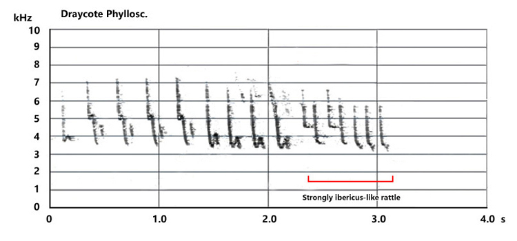 Sonogram of Draycote phylloscopus song