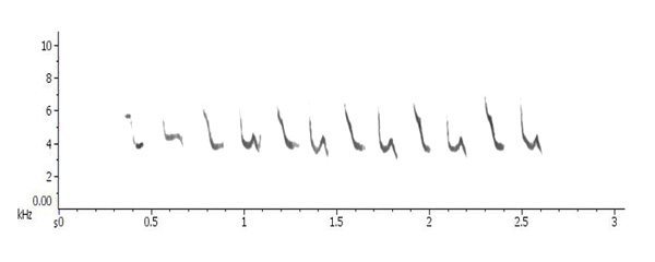 Sonogram of Chiffchaff-like notes from Willow Warbler 